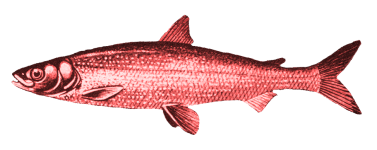 kipper-red-herring-smoked-fish-others-afe4cd81e6a48e81b7eabc23c59da5bb.png