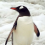 PedroThePenguin