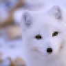 ArcticFox