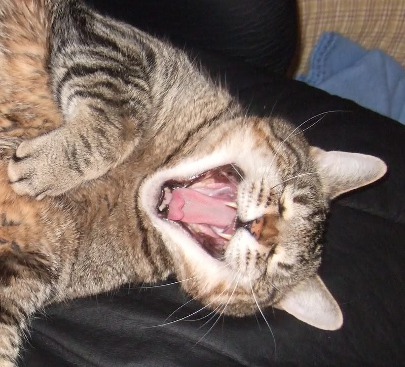 tweetyyawn.jpg