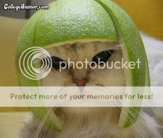 tequilacat.jpg