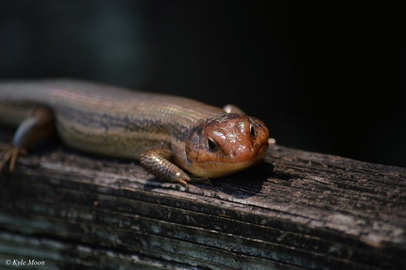 naturecanada.ca