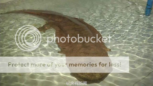 Giant%20Chinese%20salamander.jpg