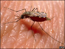 _45855441_malaria226x170.jpg