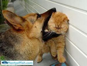 catanddog.jpg