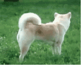 VT0Nd.gif